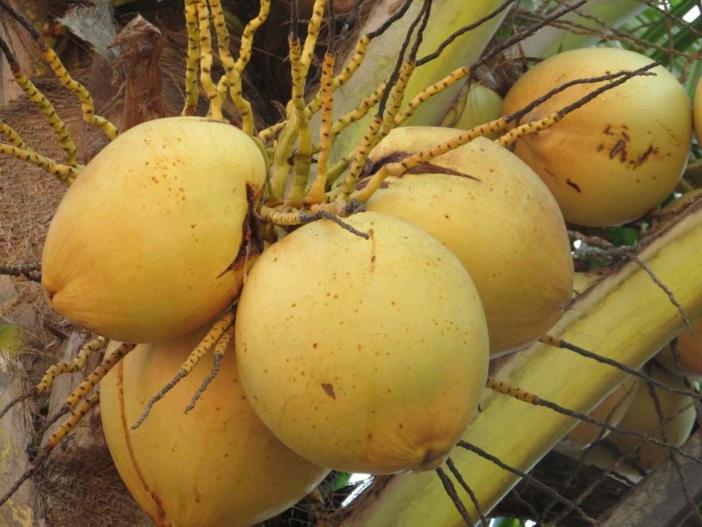 tipos de coco haiti compressed