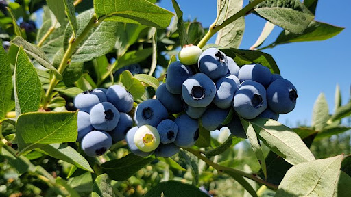 variedades de arandanos ejemplo