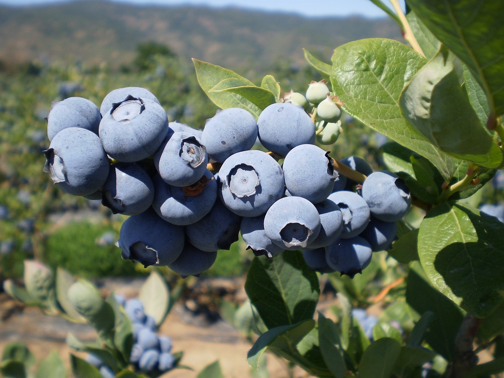 variedades de arandanos muestra