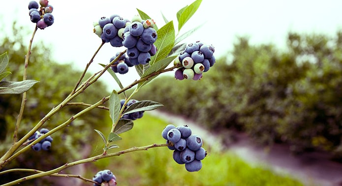 variedades de arandanos campo grande peru lima y provincias