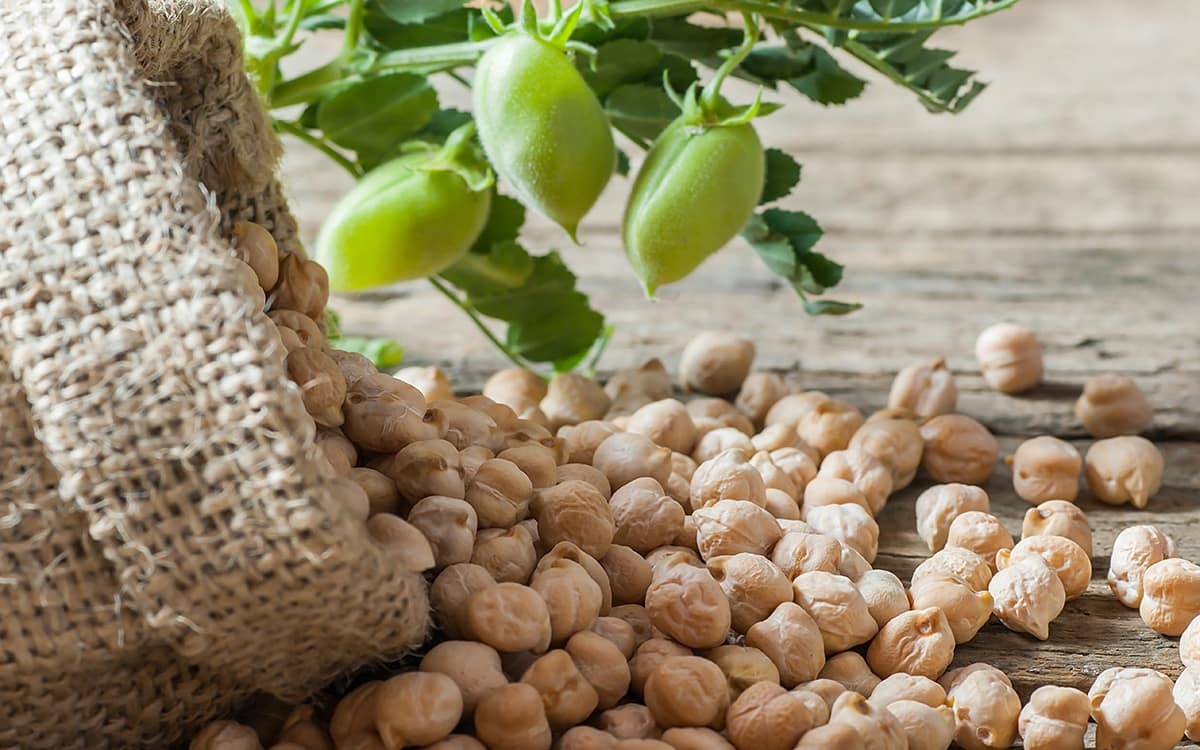 aprovecha los beneficios del garbanzo con campo grande peru lima y provincias