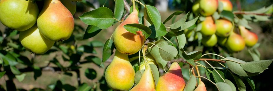 La imagen tiene un atributo ALT vacío; su nombre de archivo es beneficios-pera.jpeg