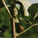 hoja de higo campo grande peru lima y provincias