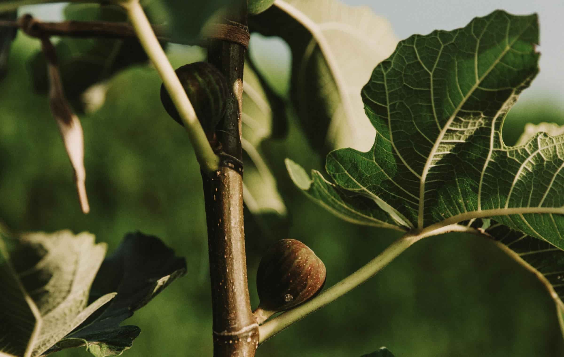 hoja de higo campo grande peru lima y provincias