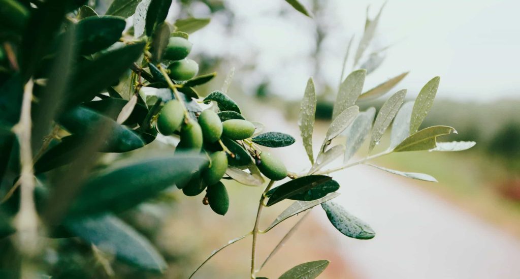 Aceituna en Rama