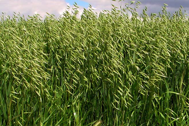 planta de avena