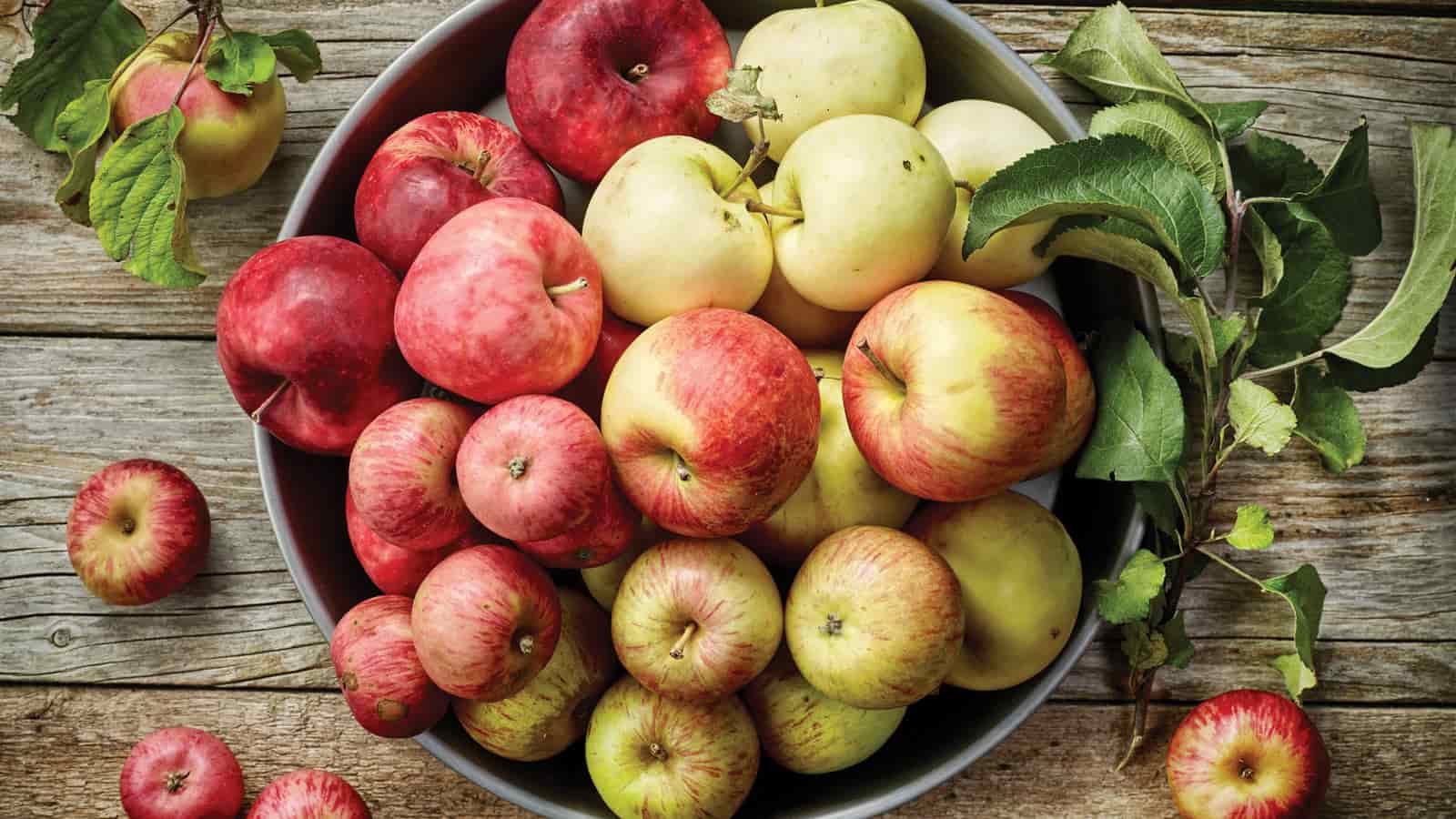 tipos de manzanas campo grande peru lima y provincias