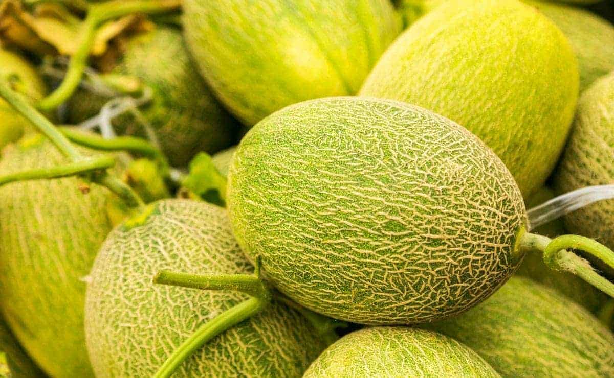 como usar la cascara de melon campor grande peru lima y provincias
