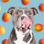 los perros pueden comer mango campo grande peru lima y provincias