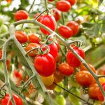 variedades de tomates cherry campo grande peru lima y provincias
