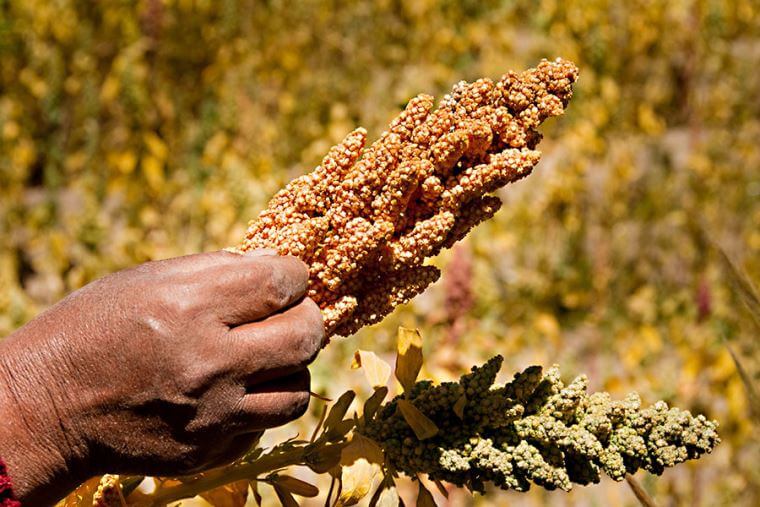 compra-y-venta-de-quinoa-por-mayor-campo-grande.jpg