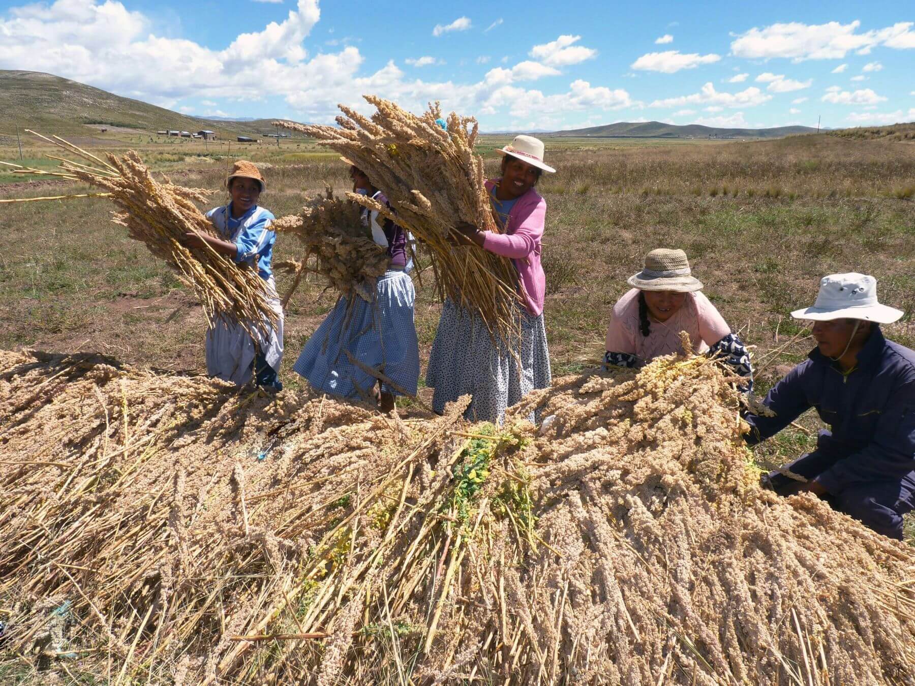 compra-y-venta-de-quinua-por-mayor-.jpg
