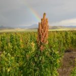 importancia de la quinua campo grande peru lima y provincias
