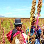 quinua o quinoa dilema campo grande peru lima y provincias