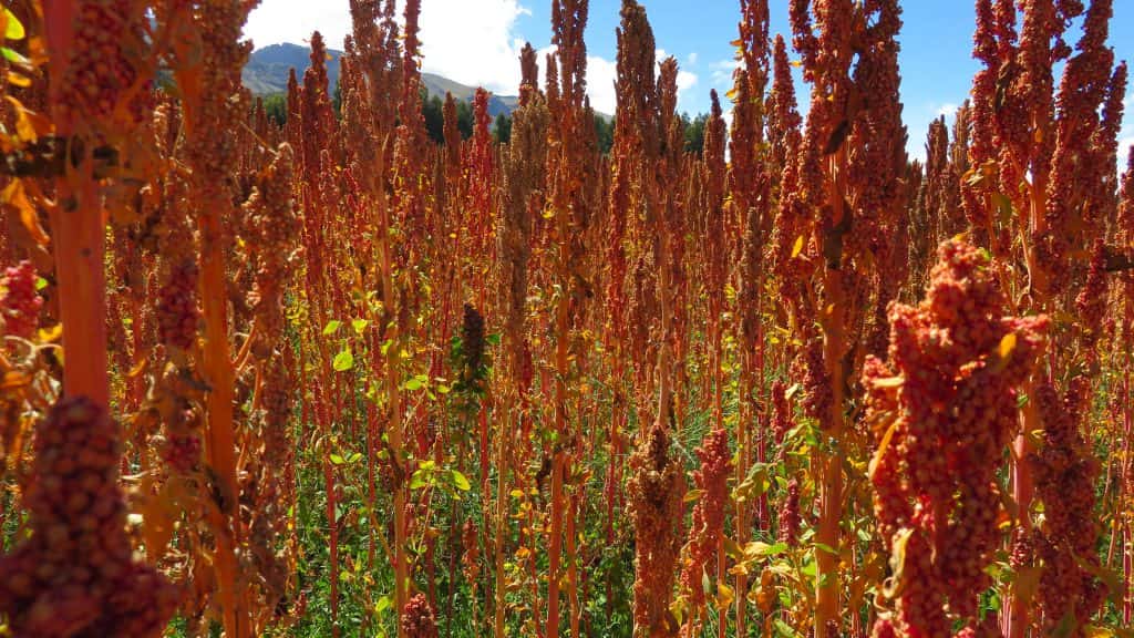 quinua o quinoa es correcto