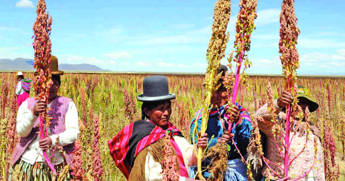 quinua o quinoa dilema campo grande peru lima y provincias