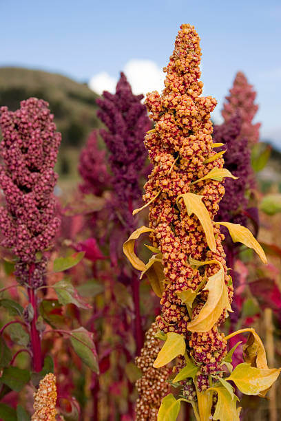 venta-de-quinoa-rosada-y-roja-por-mayor.jpg