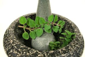 aceite de oregano unguento
