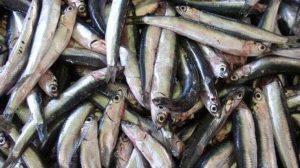 anchovetas