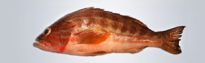cabrilla