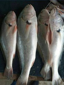 corvina